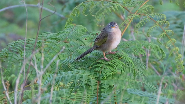 Wedge-tailed Grass-Finch - ML640725451