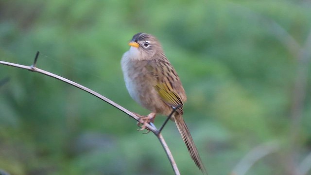 Wedge-tailed Grass-Finch - ML640725457