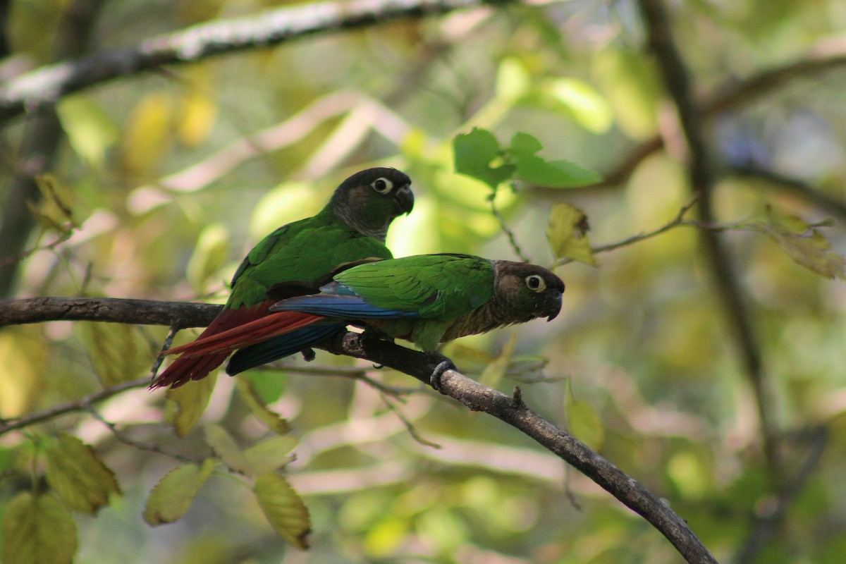 Green-cheeked Parakeet - ML640725460