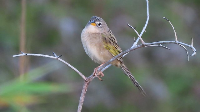 Wedge-tailed Grass-Finch - ML640725472
