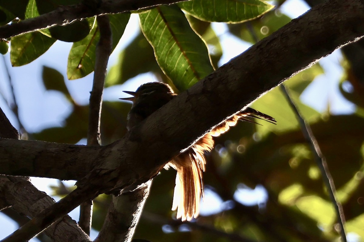 Slender-billed Xenops - ML640725491