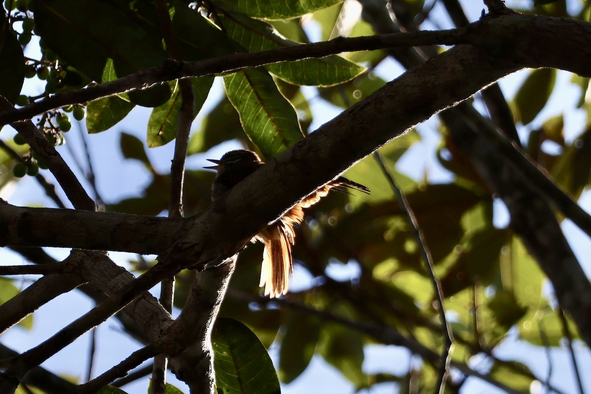 Slender-billed Xenops - ML640725492