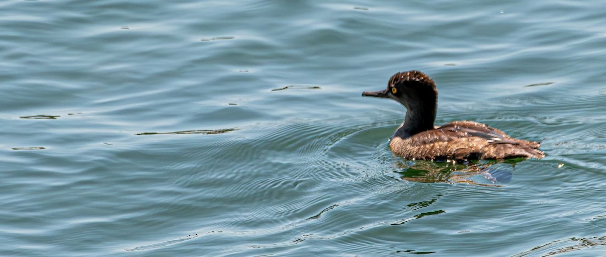 オウギアイサ - ML640725498