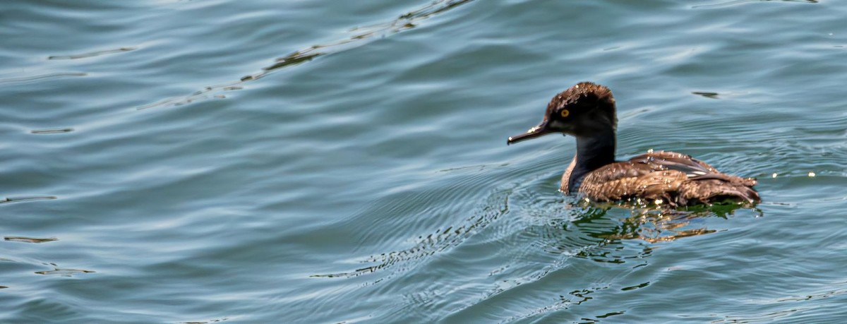 オウギアイサ - ML640725499