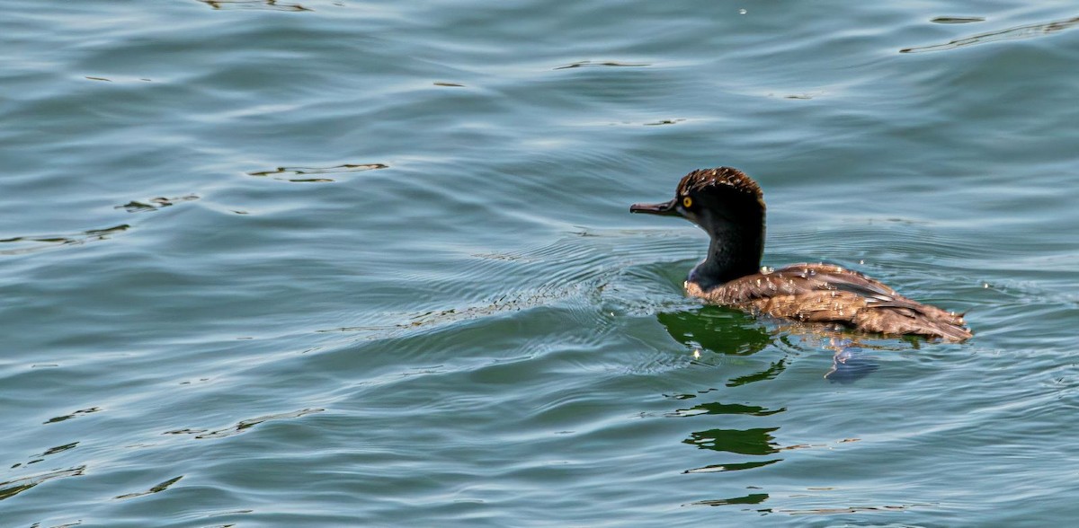 オウギアイサ - ML640725500