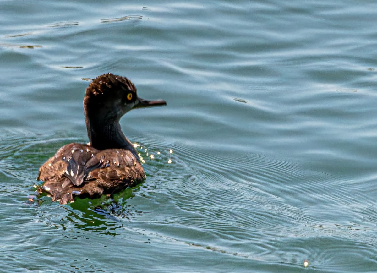 オウギアイサ - ML640725501