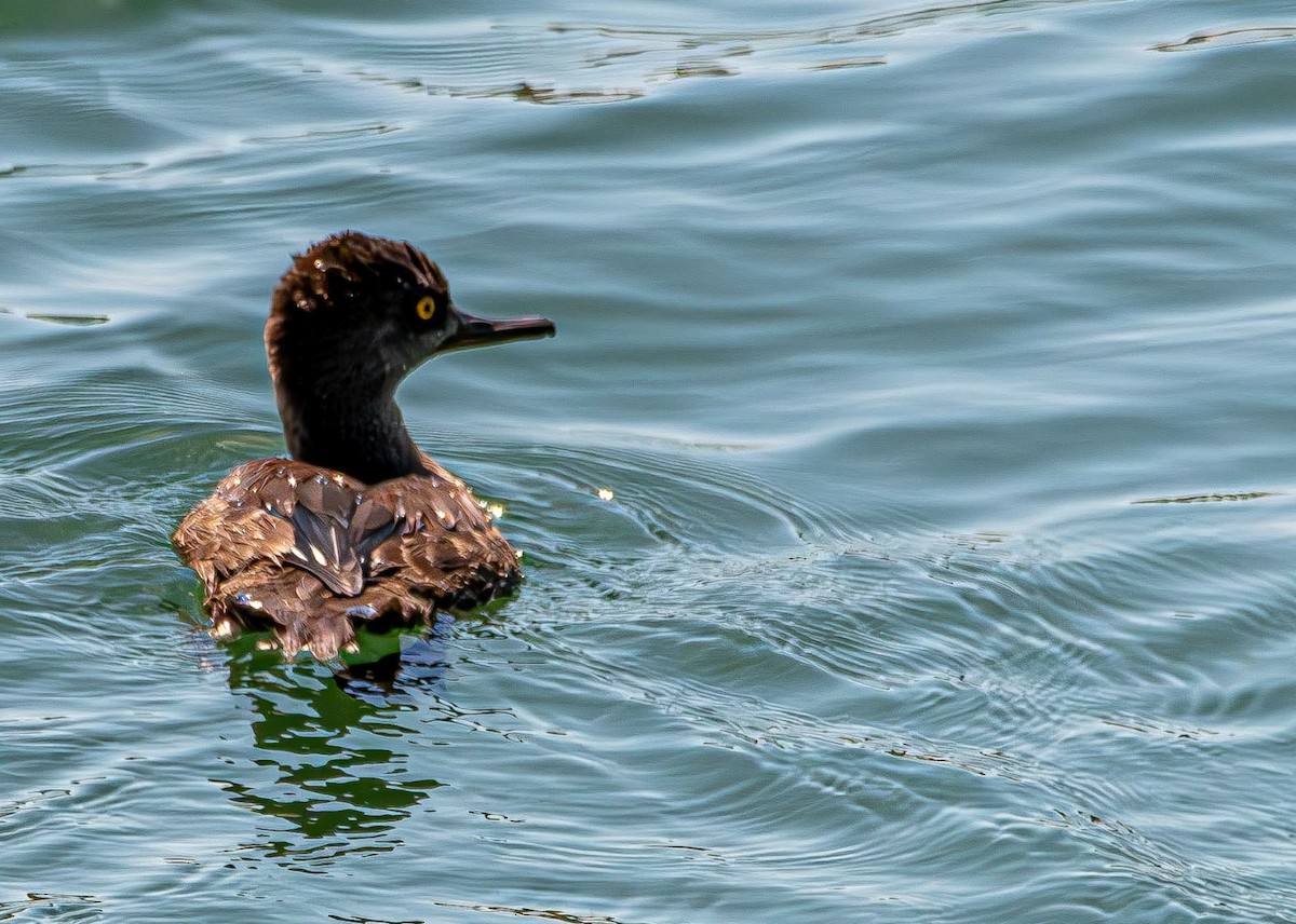 オウギアイサ - ML640725502