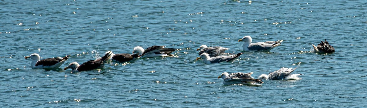 アメリカセグロカモメ - ML640725508