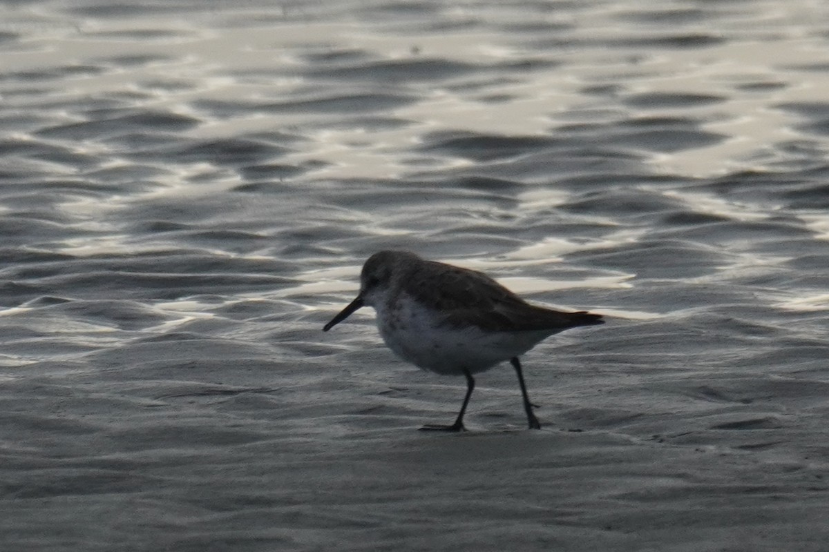 Western Sandpiper - ML640725568