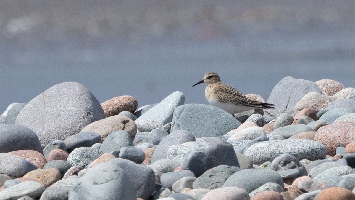 Baird's Sandpiper - ML640725569