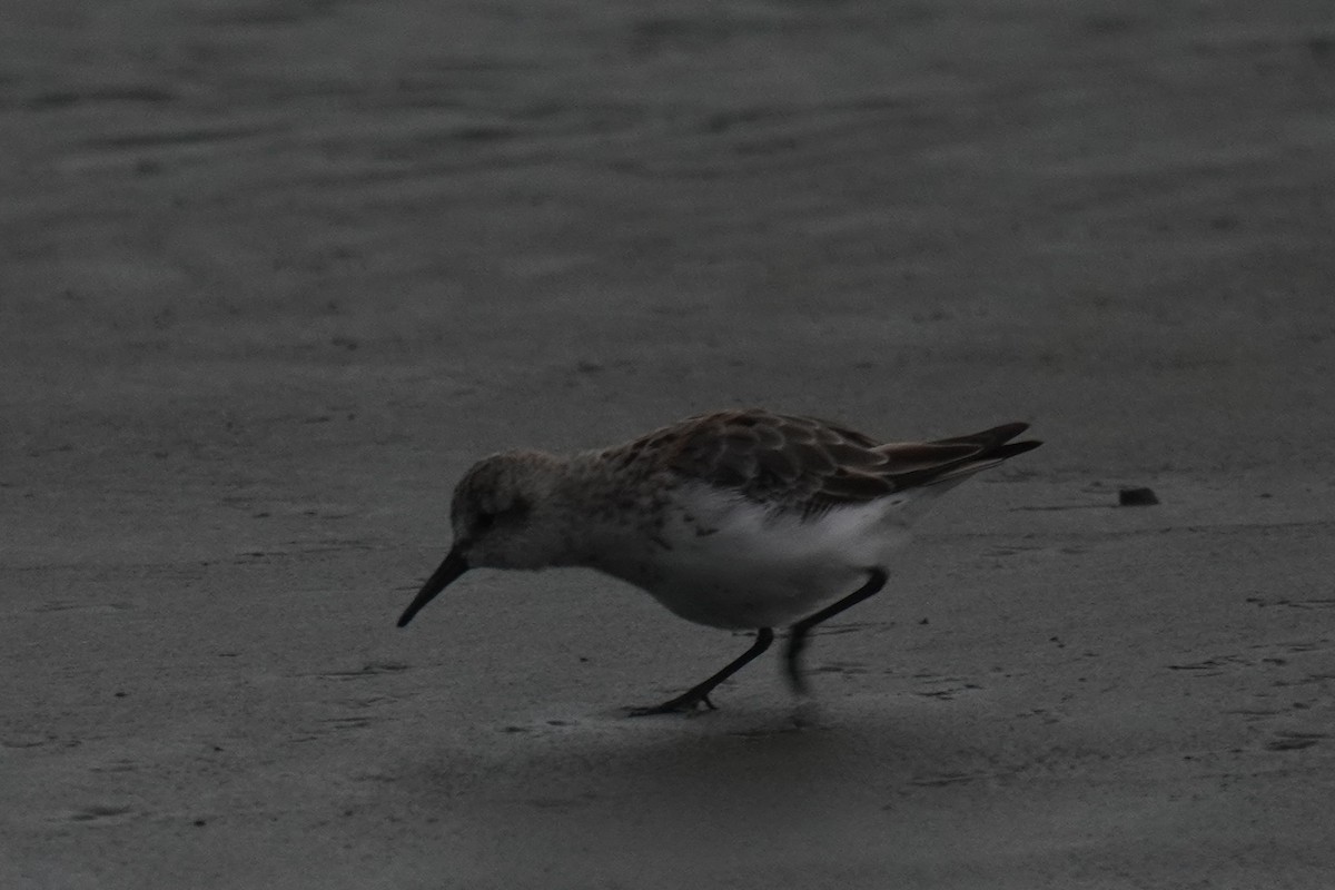 Semipalmated Sandpiper - ML640725601