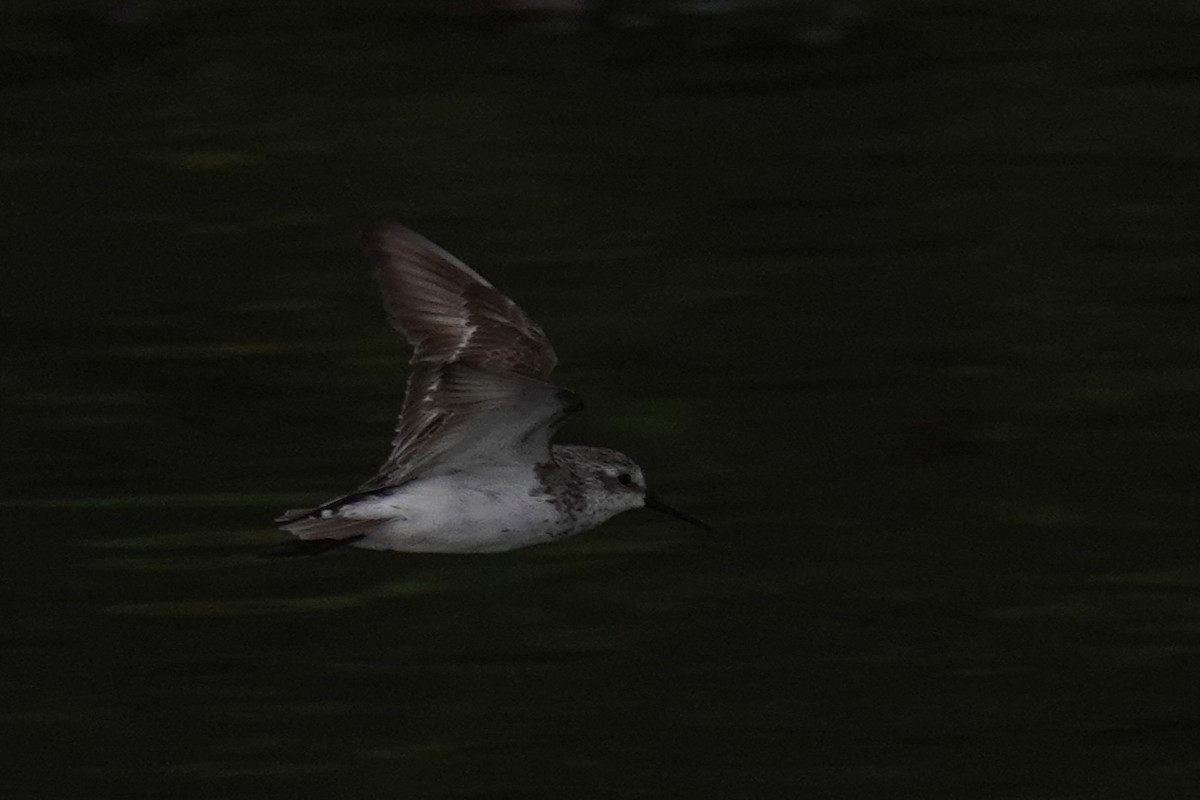 Semipalmated Sandpiper - ML640725602