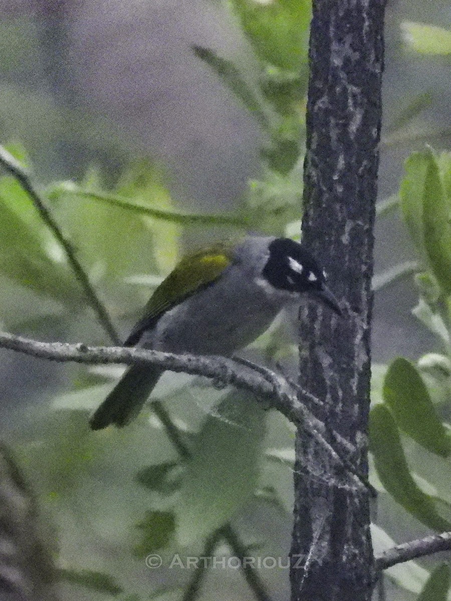 Black-crowned Palm-Tanager - ML640725699