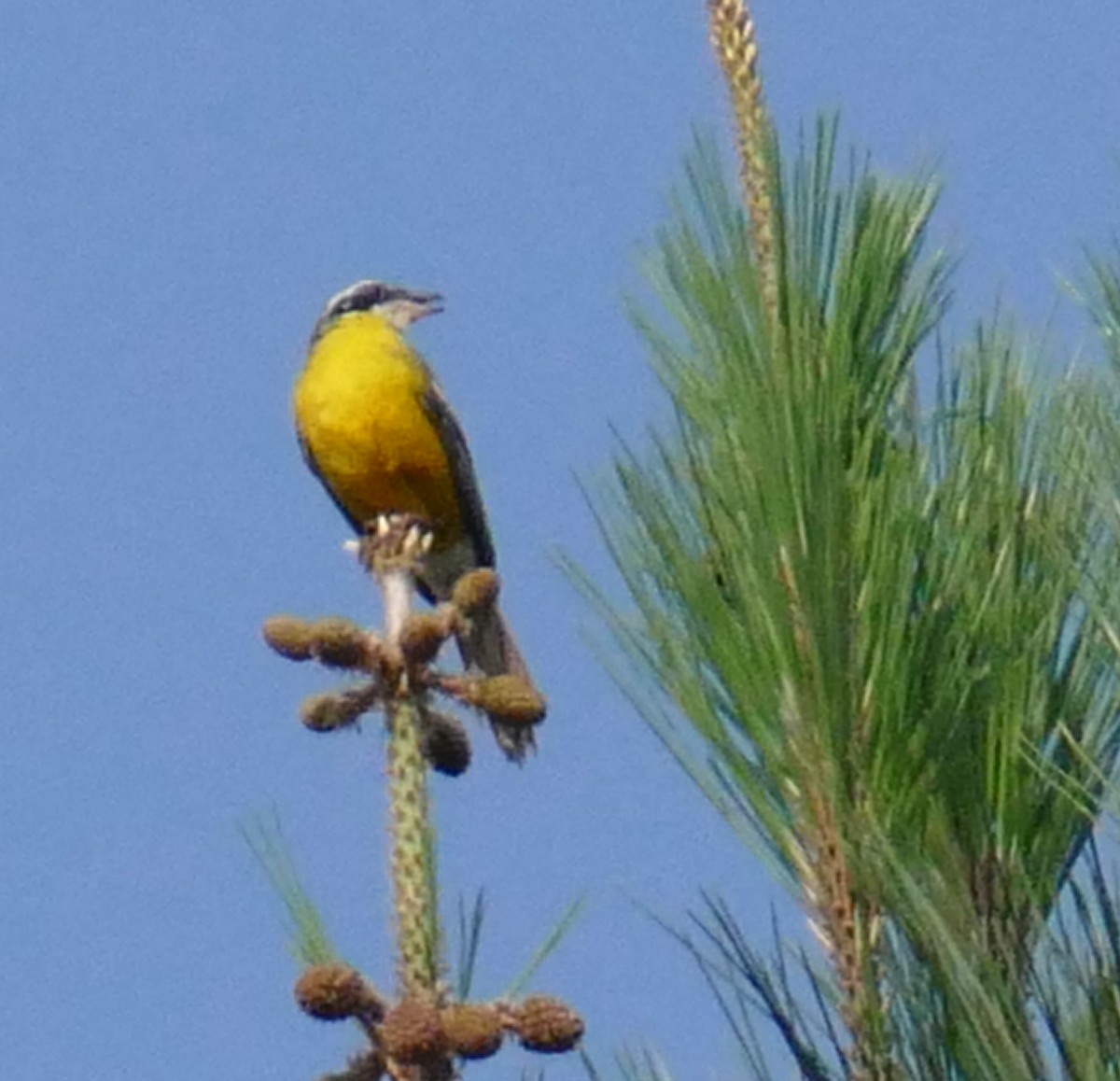 Cabanis's Bunting - ML640725713