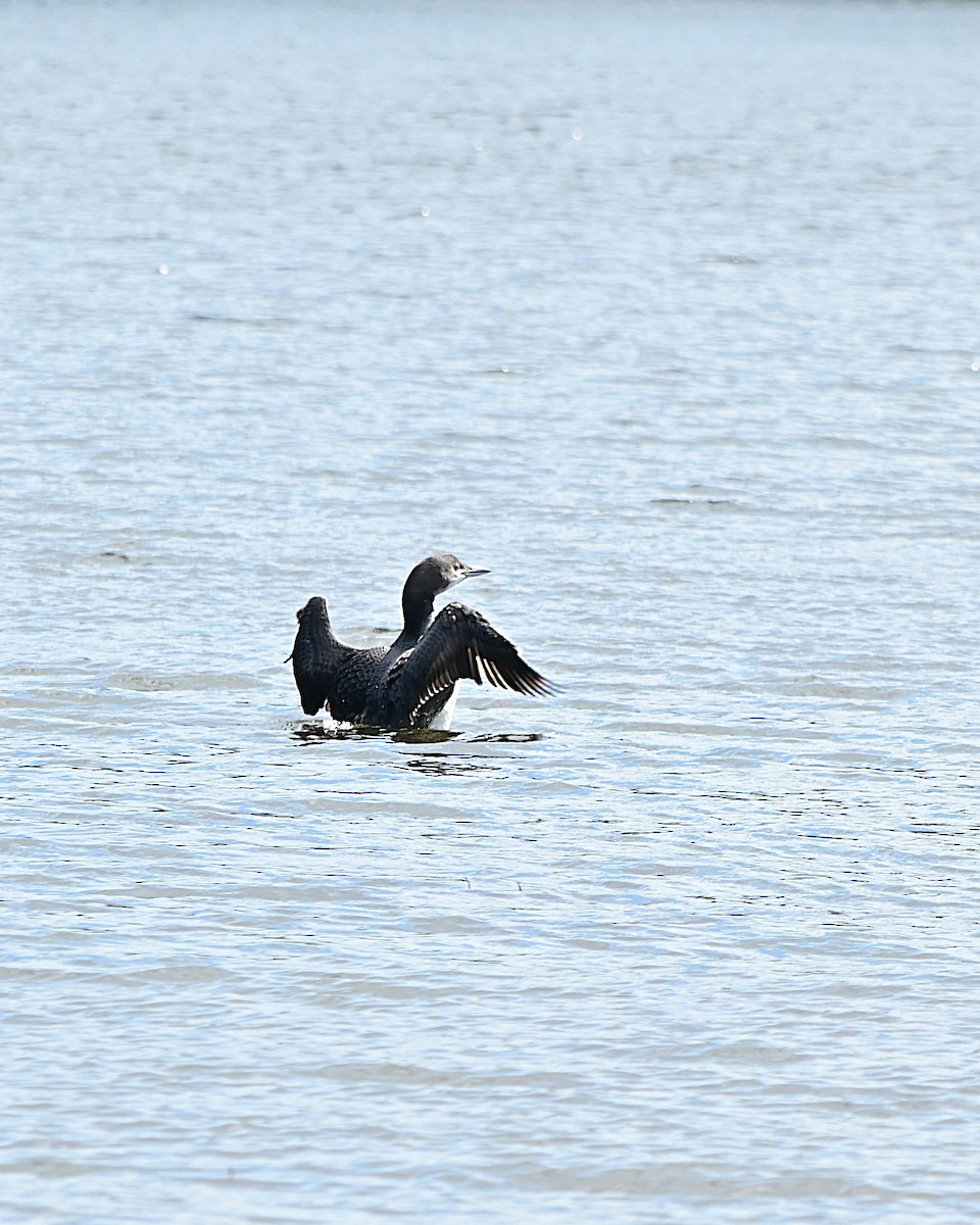 Common Loon - ML640725808