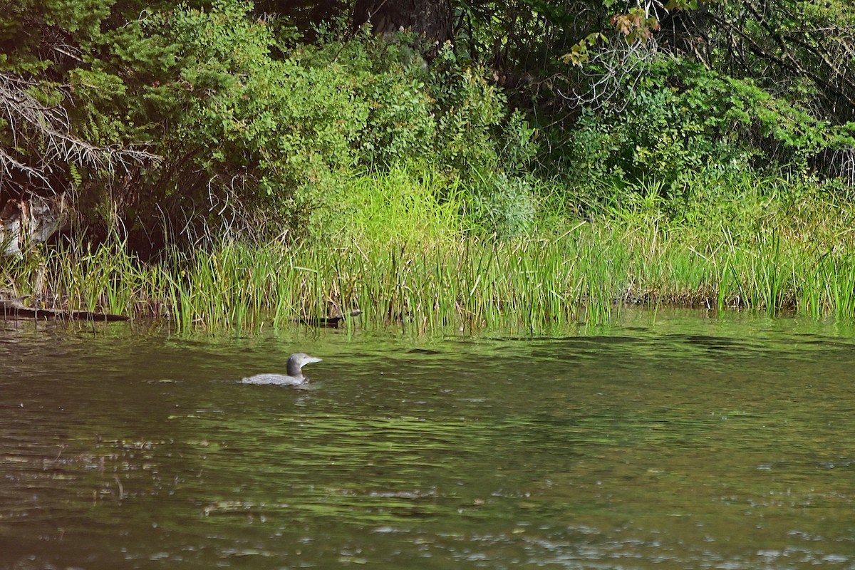 Common Loon - ML640725836