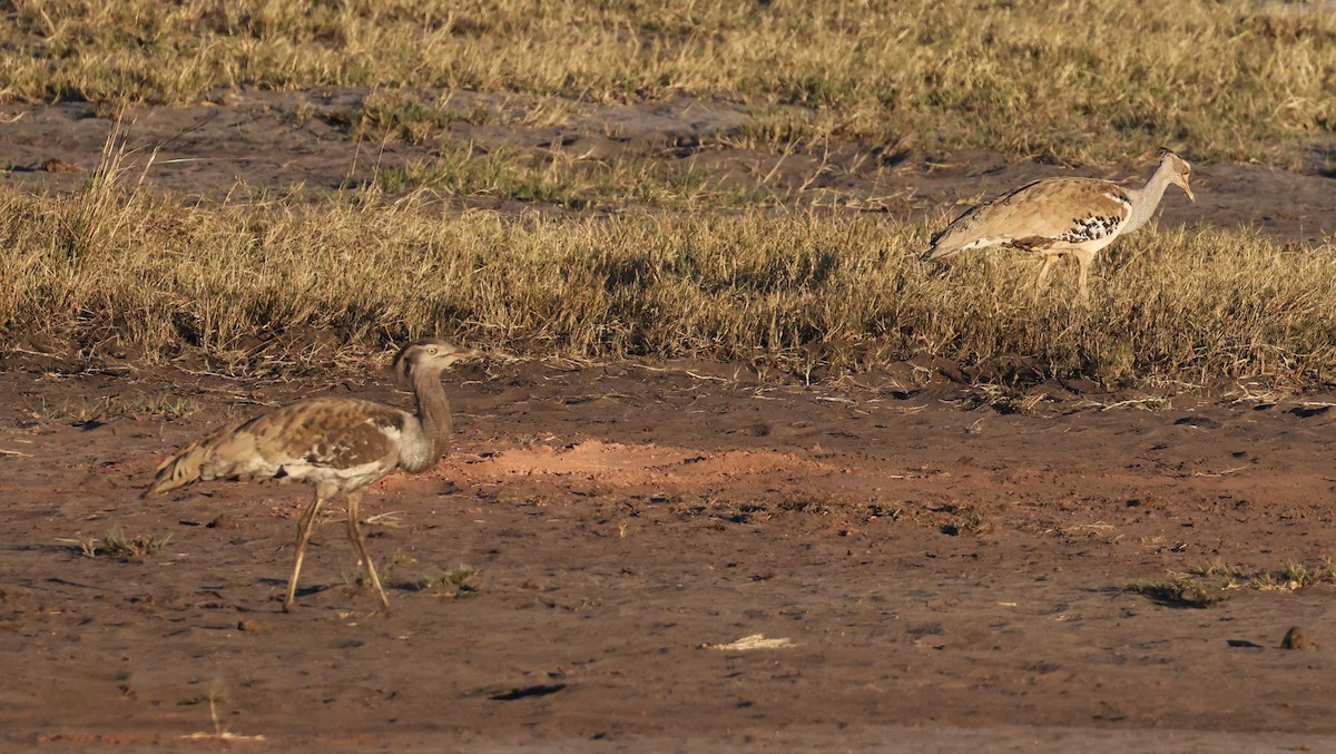 Kori Bustard - ML640725862