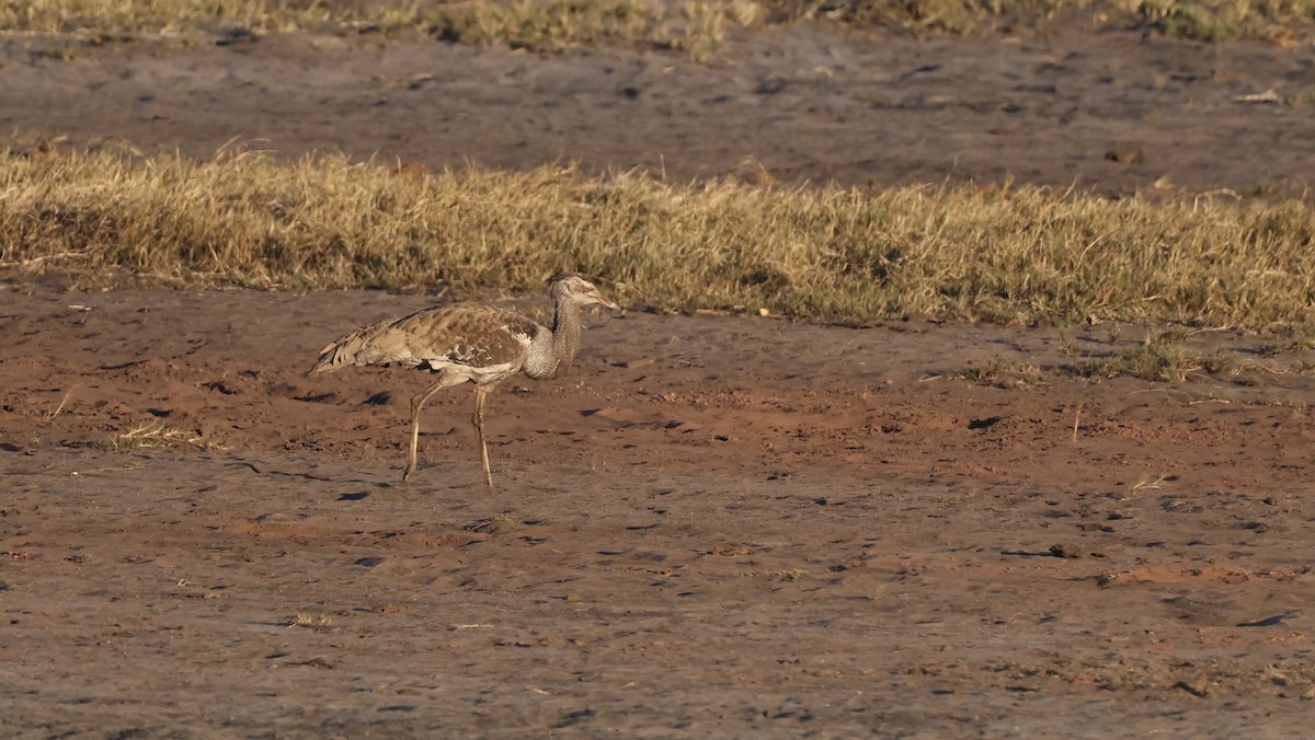 Kori Bustard - ML640725864