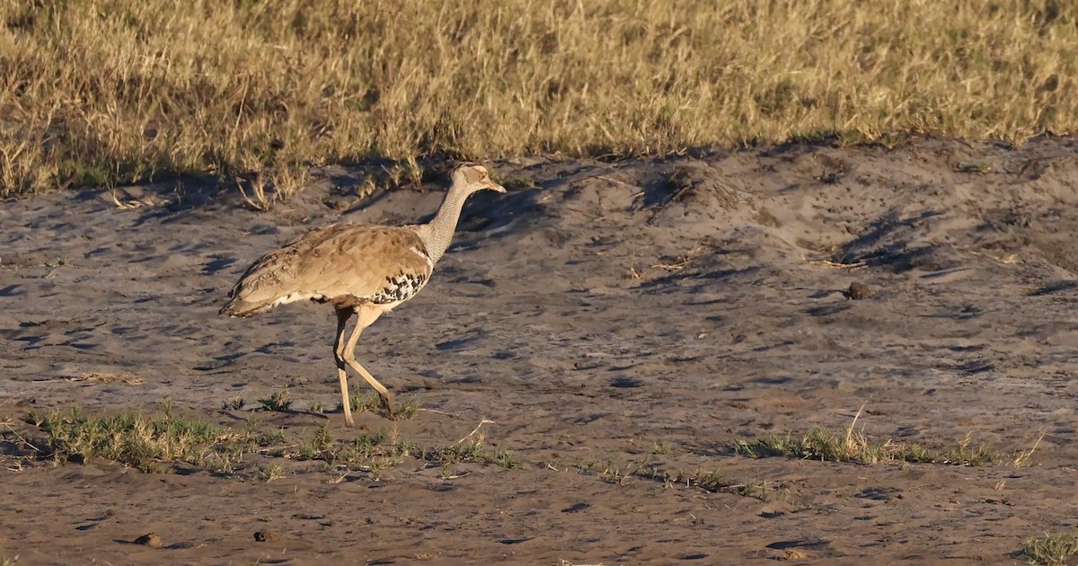 Kori Bustard - ML640725866
