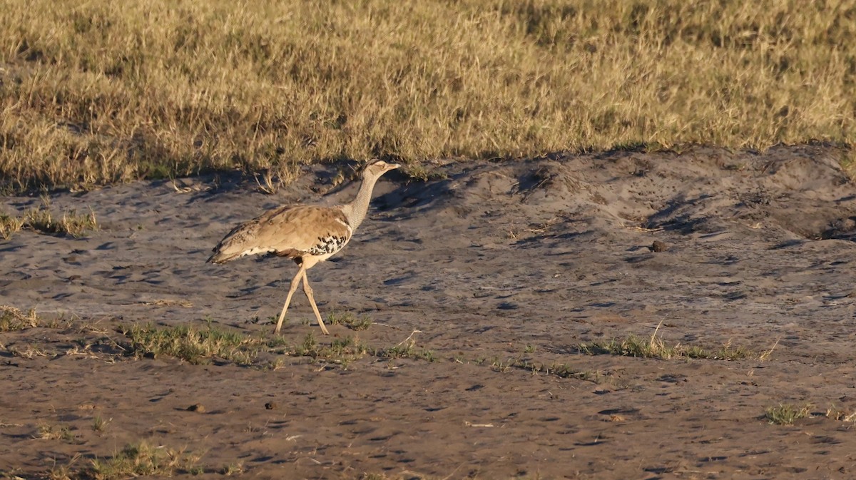 Kori Bustard - ML640725868