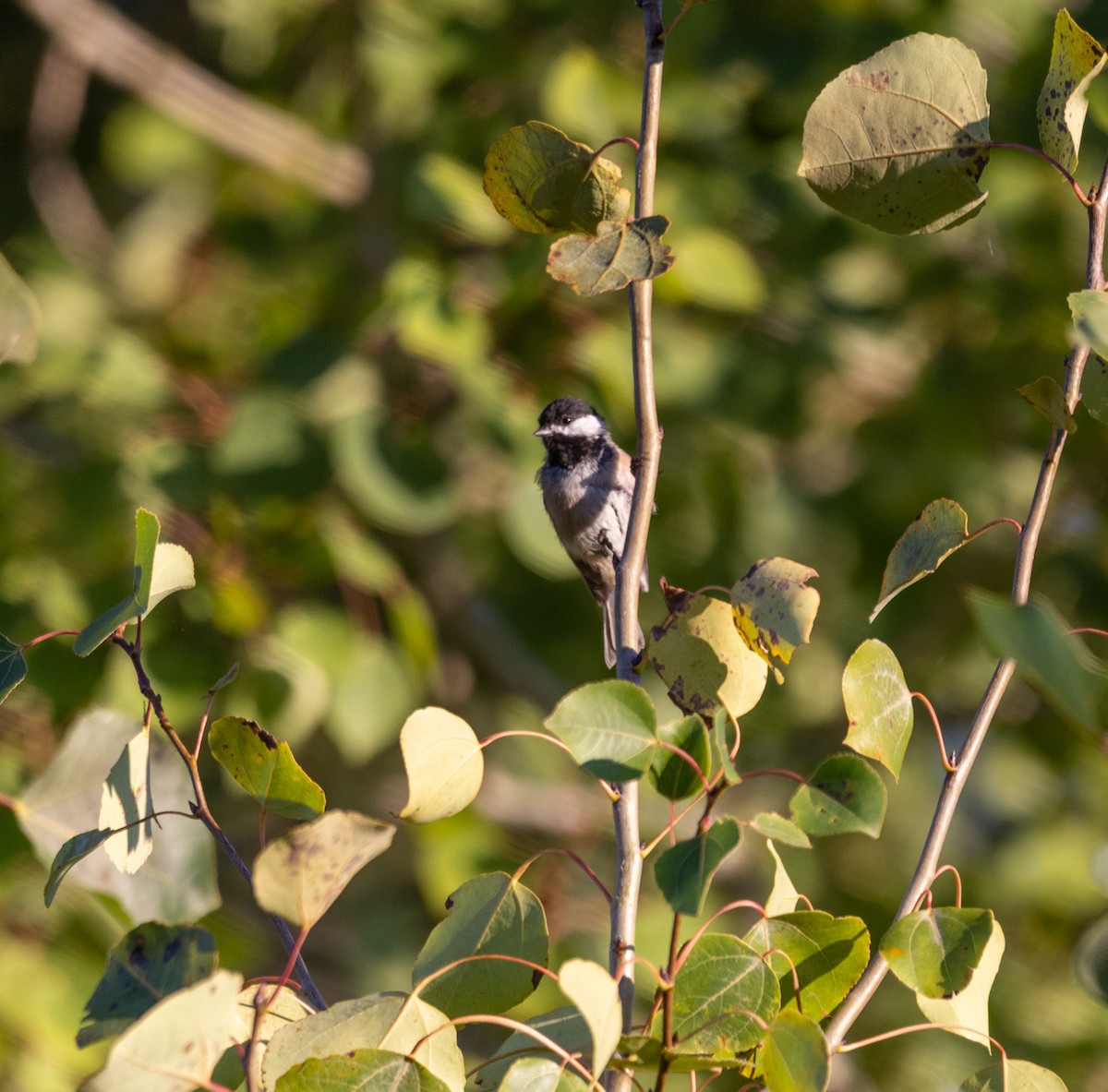 Black-capped Chickadee - ML640725930