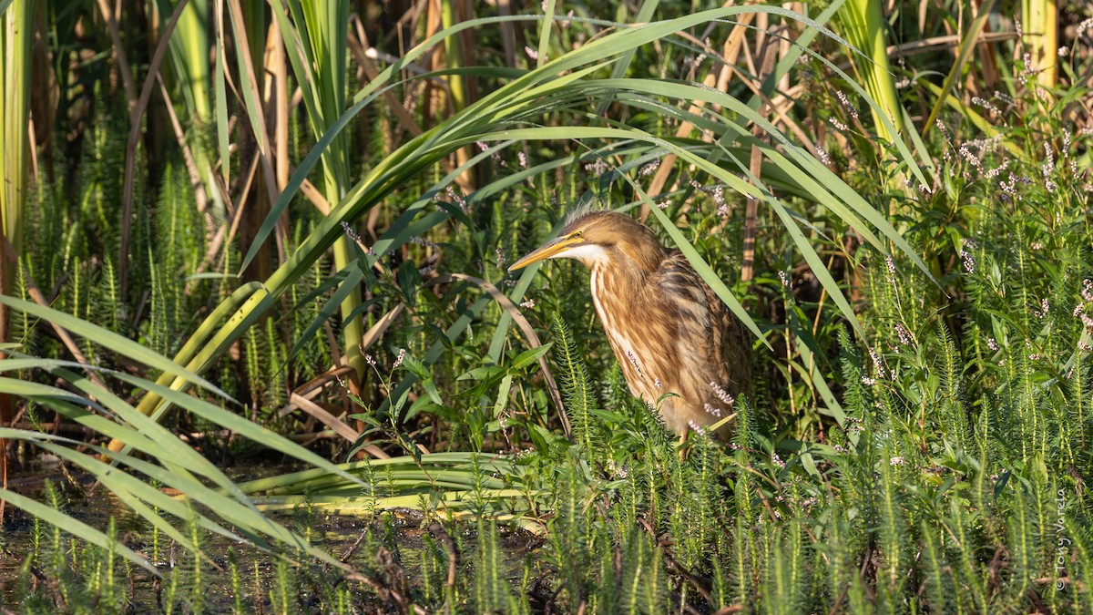 American Bittern - ML640725942