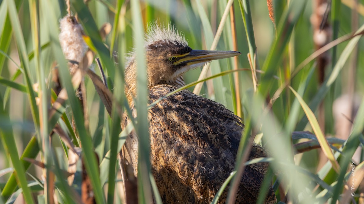 American Bittern - ML640725943