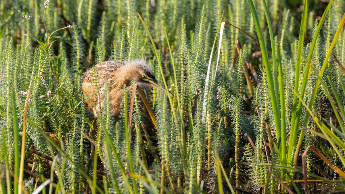 American Bittern - ML640725944