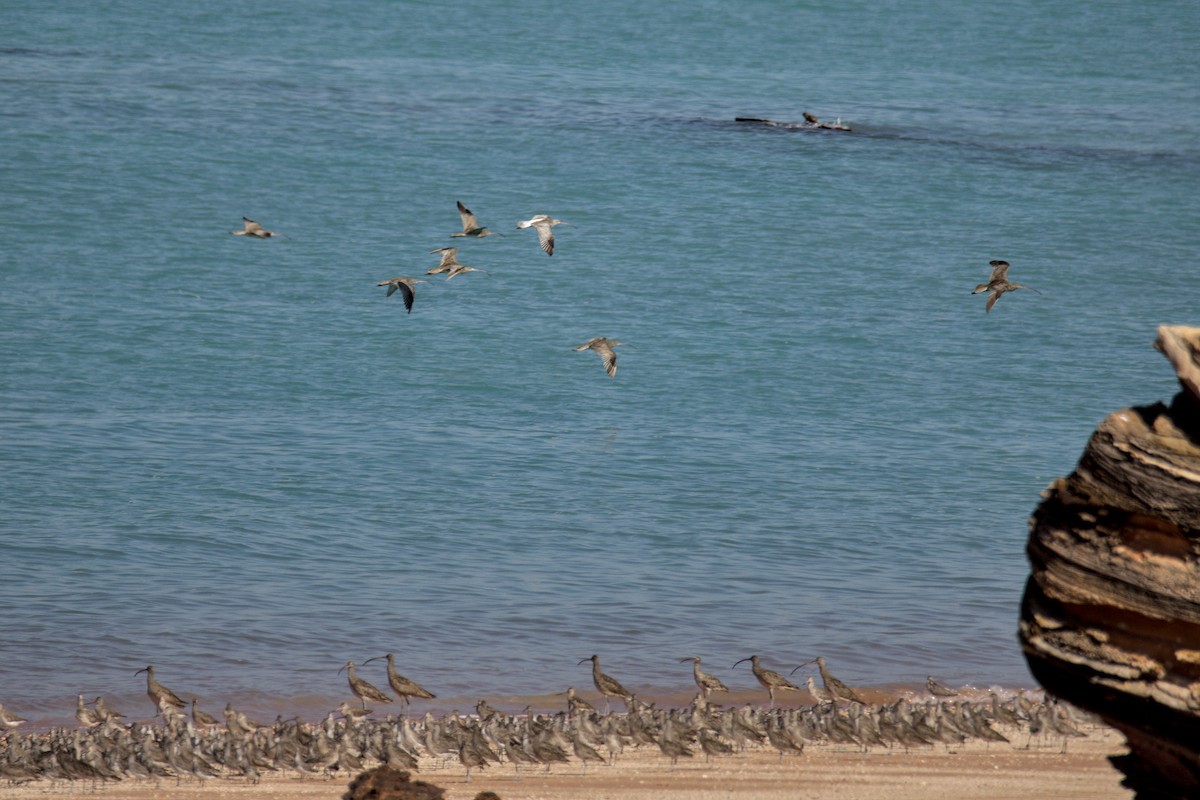 Eurasian Curlew - ML640725945