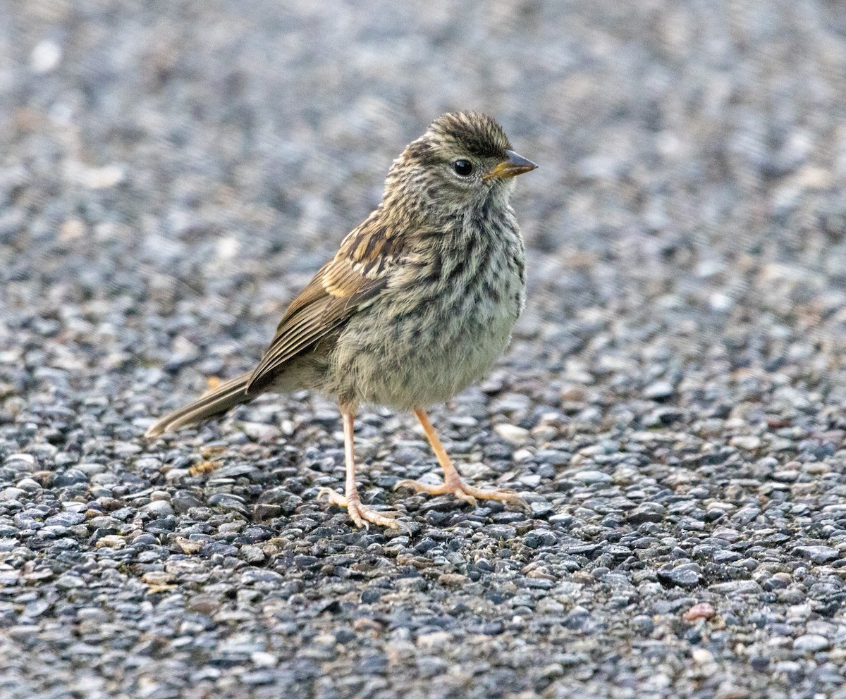 White-crowned Sparrow - ML640725952