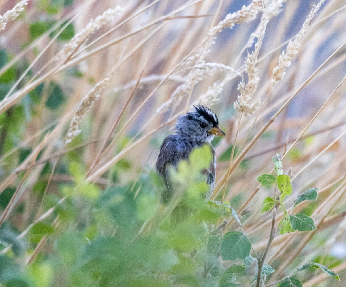 White-crowned Sparrow - ML640725953