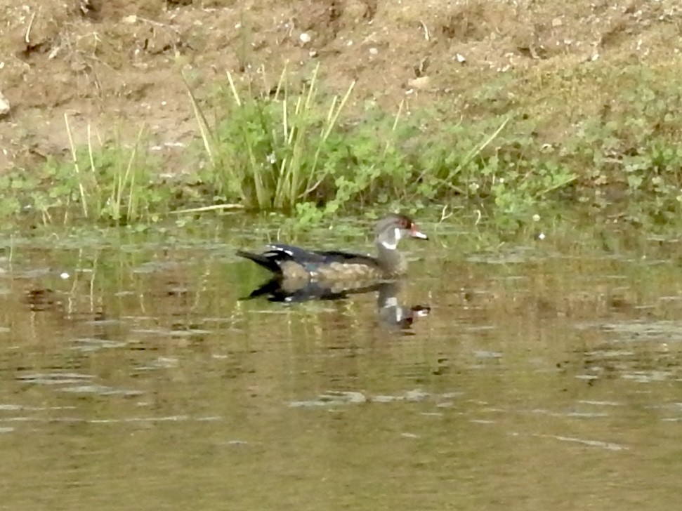 Wood Duck - ML640725985