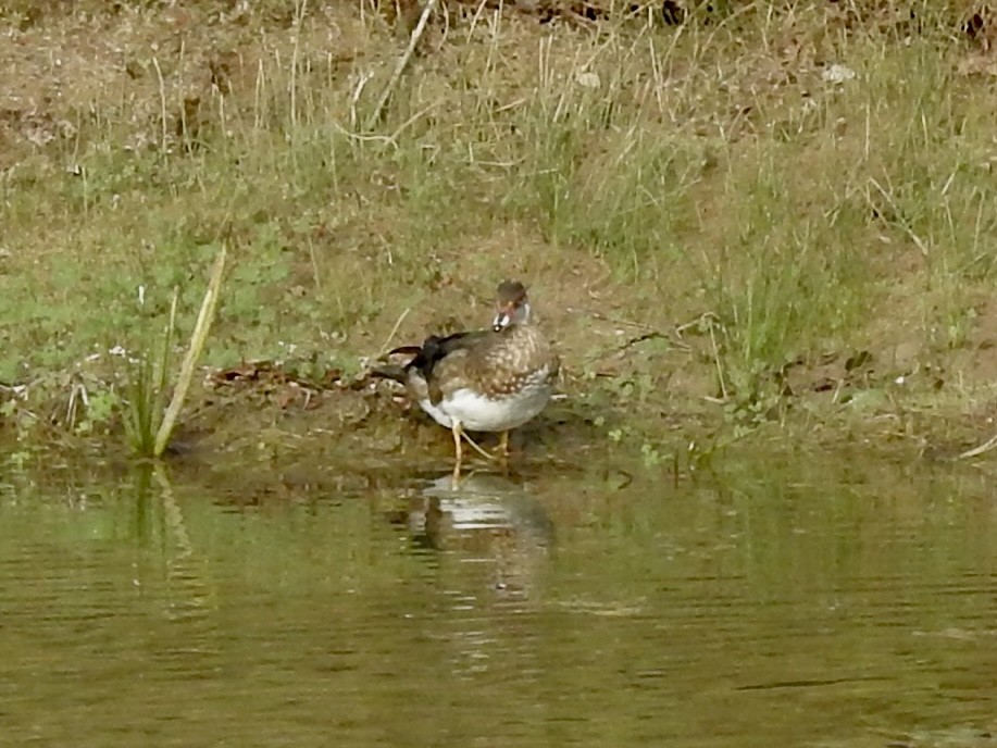 Wood Duck - ML640725986