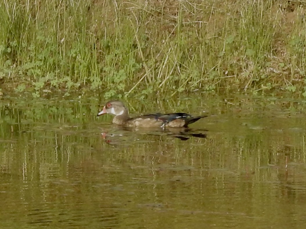 Wood Duck - ML640725987
