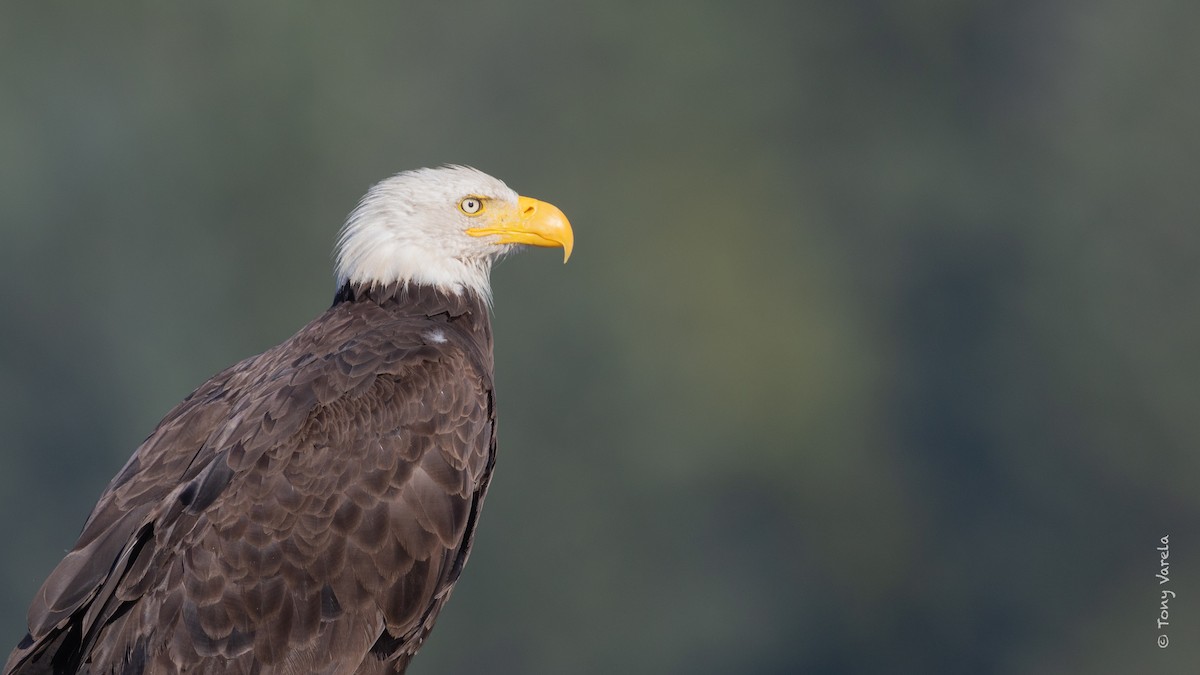 Bald Eagle - ML640726033