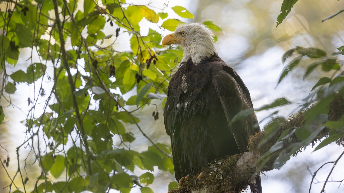 Bald Eagle - ML640726034