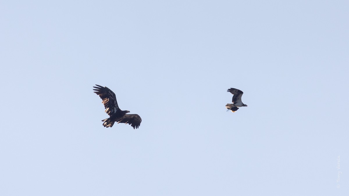 Загасч явлаг - ML640726094