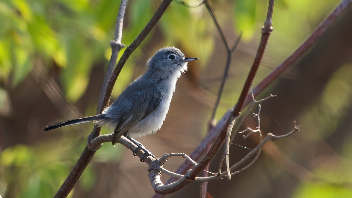 California Gnatcatcher - ML640726550