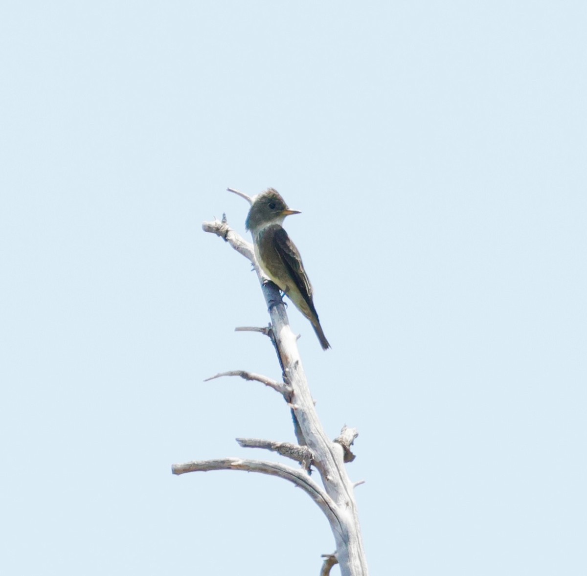 Olive-sided Flycatcher - ML640726598