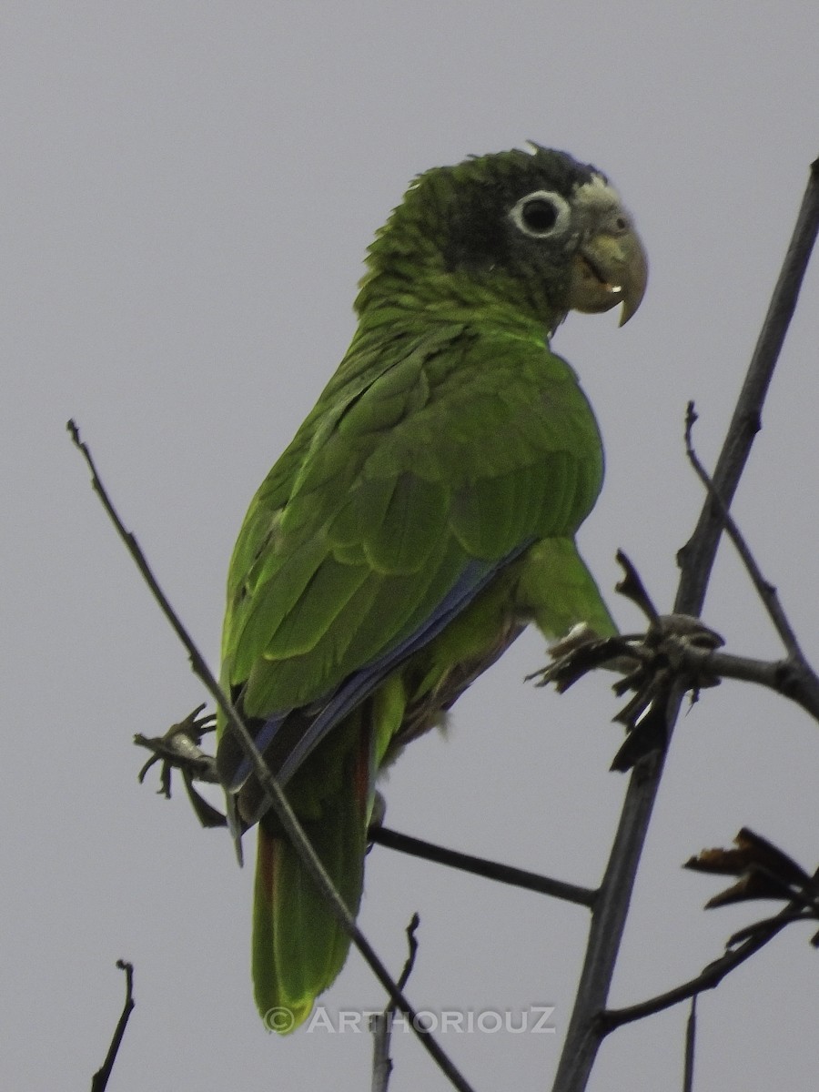 Hispaniolan Amazon - ML640726599