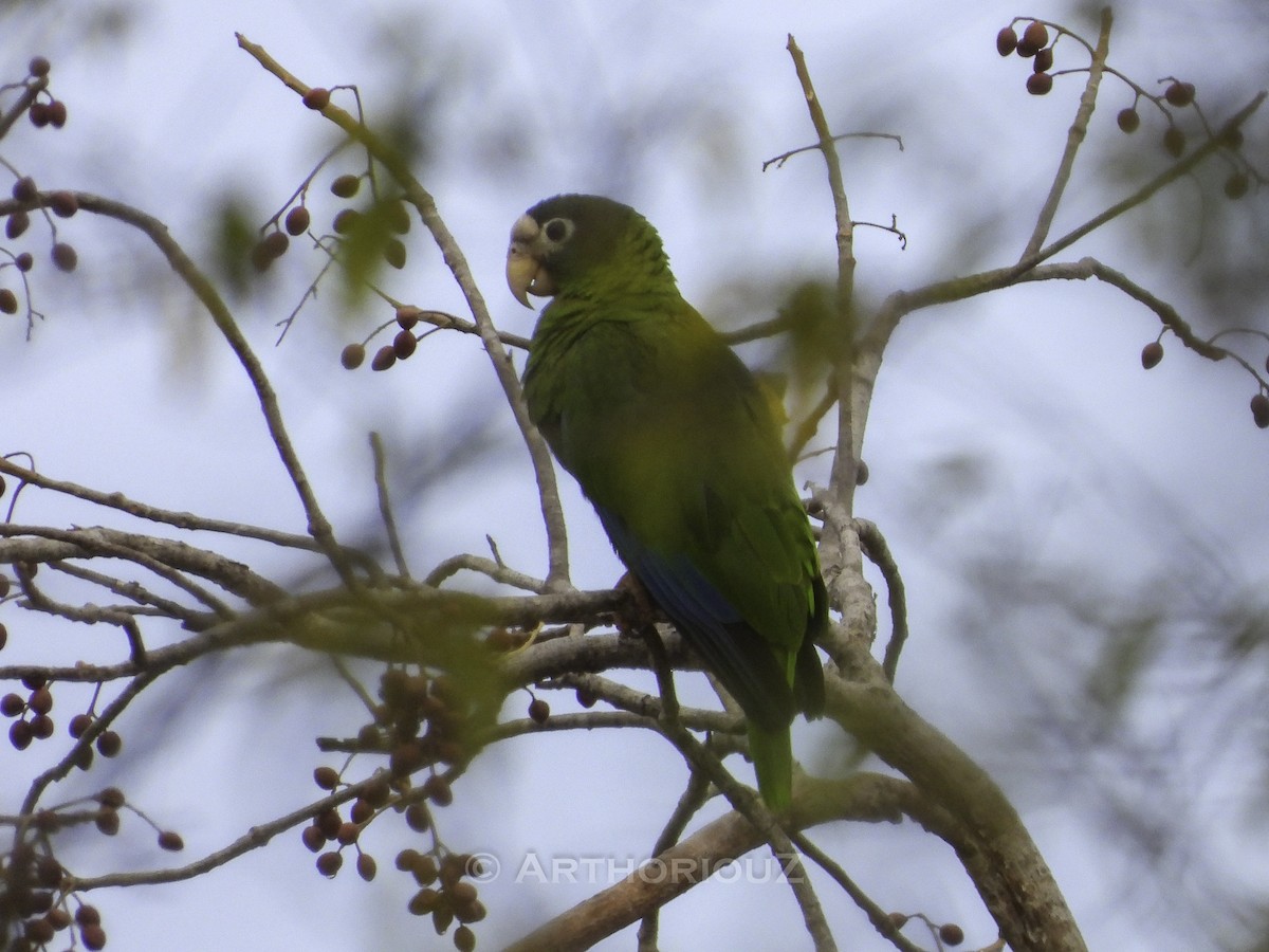 Hispaniolan Amazon - ML640726600