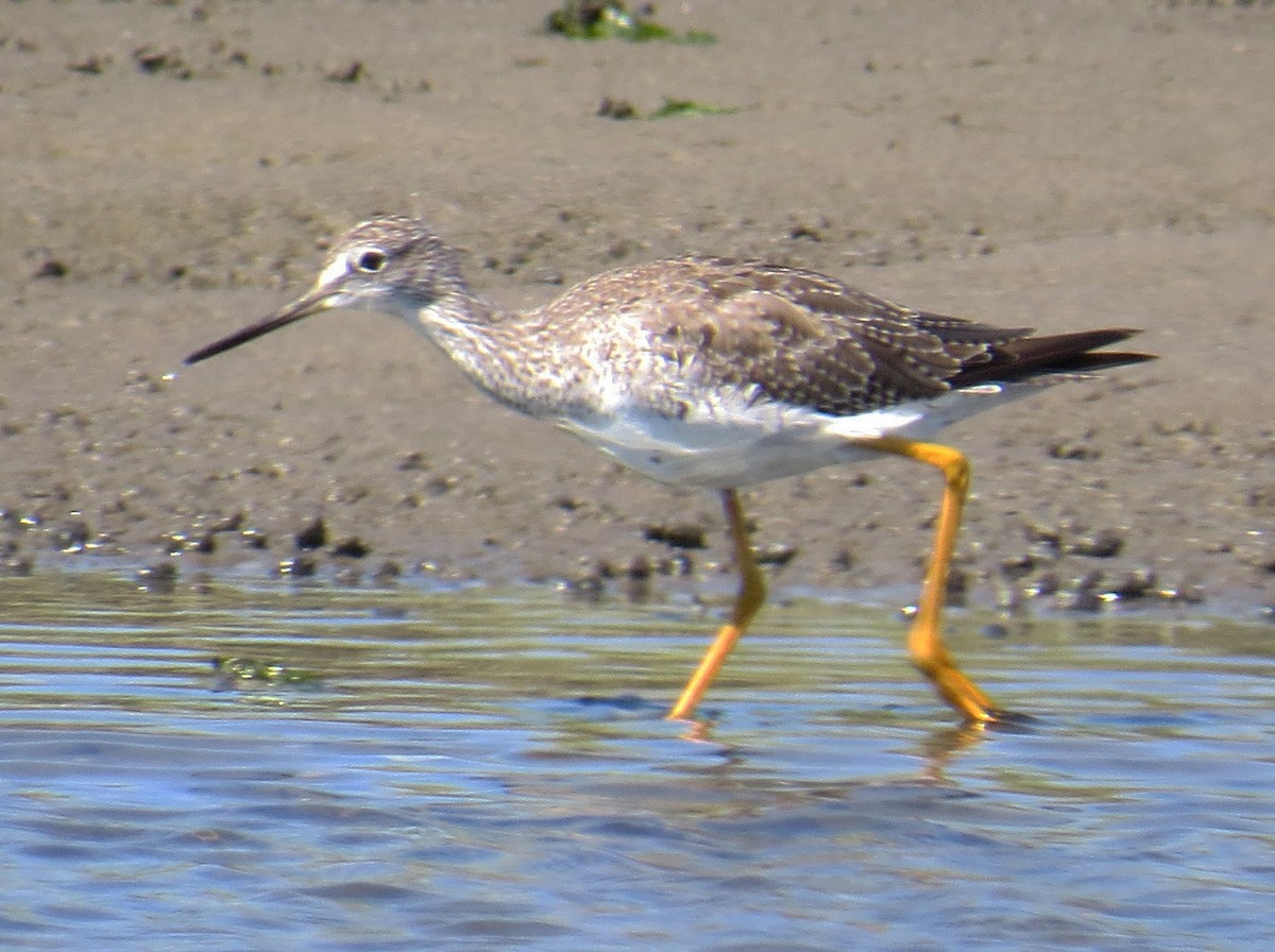 Greater Yellowlegs - ML640726624