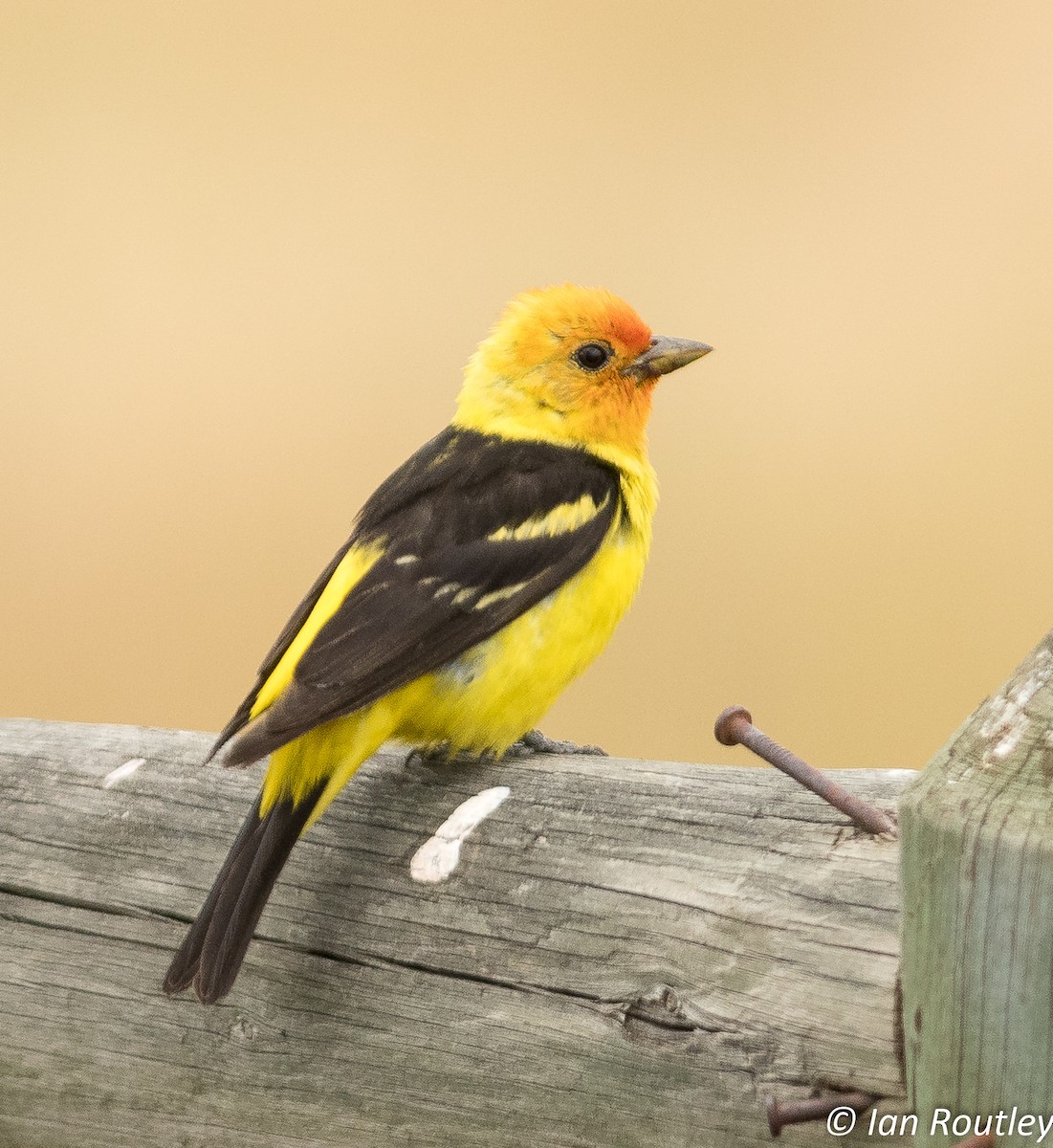 Western Tanager - ML64072671