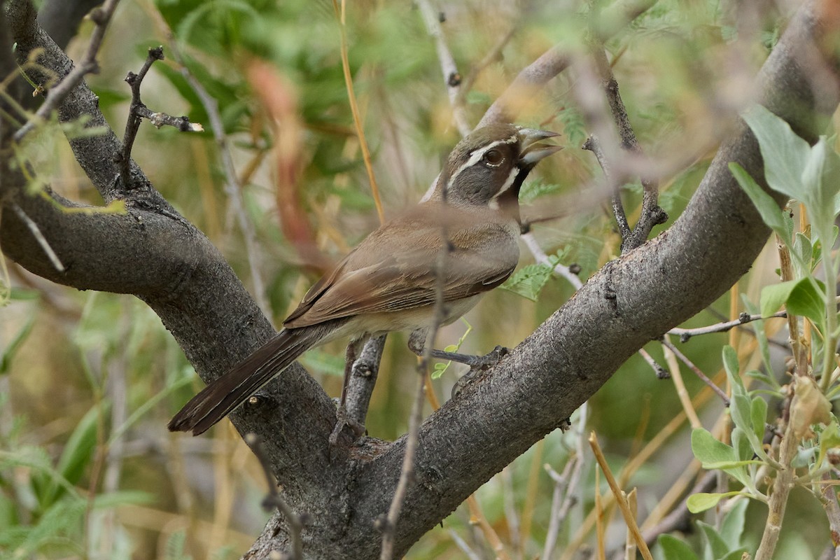 Black-throated Sparrow - ML640726721