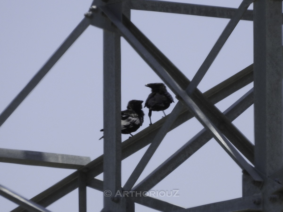 Hispaniolan Palm-Crow - ML640726725