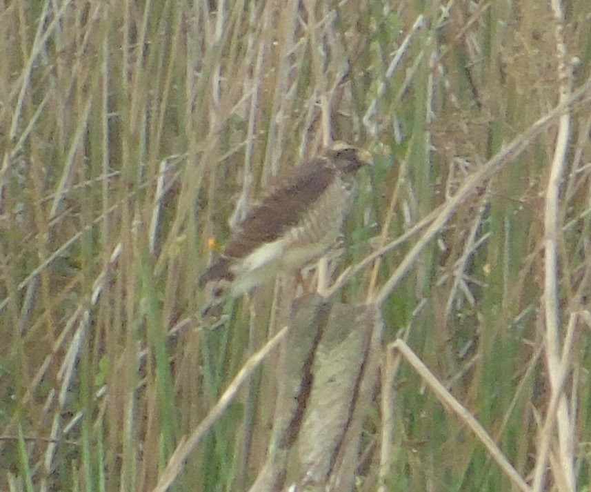 Roadside Hawk - ML640726741
