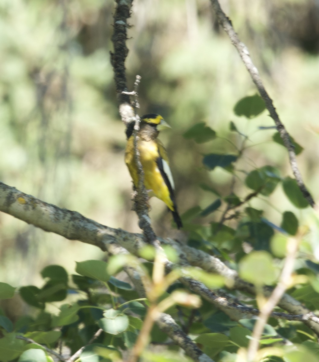 Evening Grosbeak - ML640726764