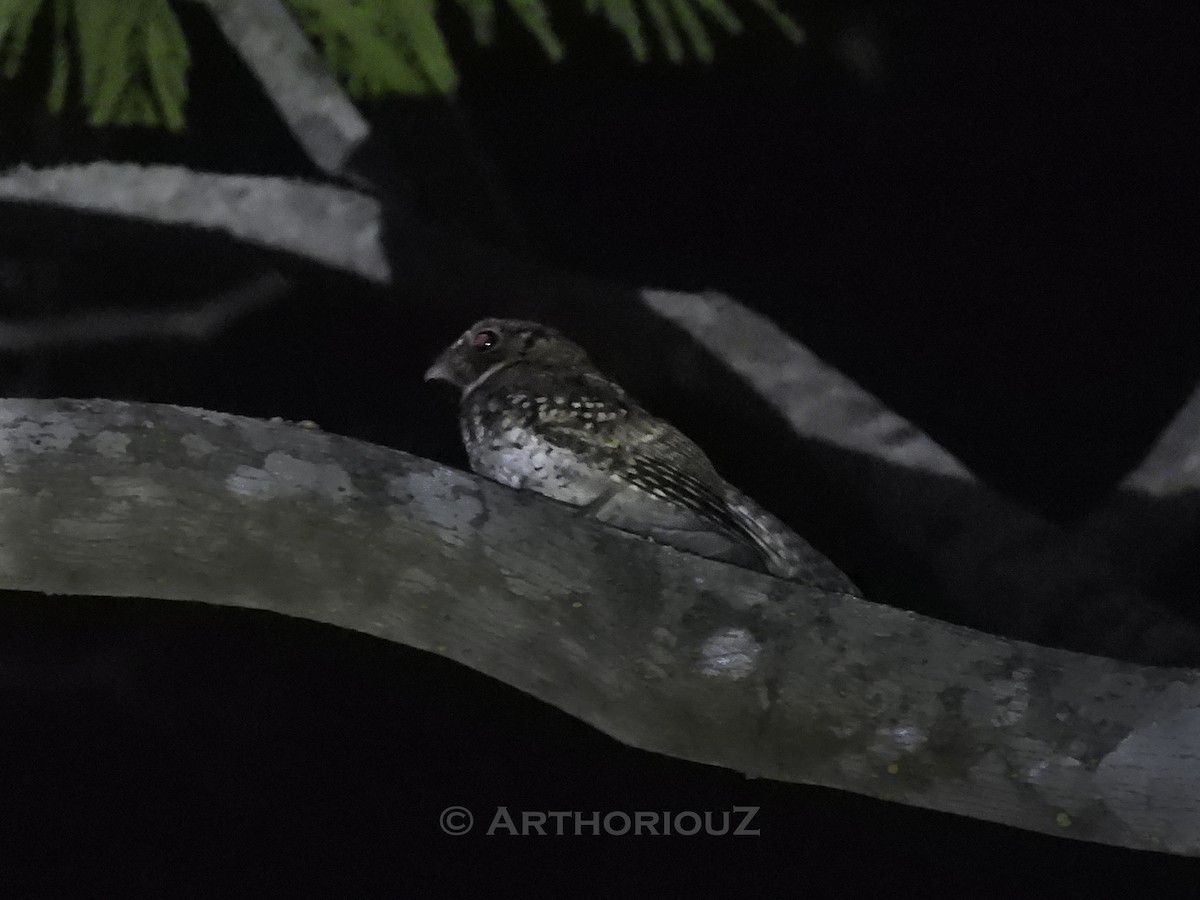 Least Pauraque - ML640726794