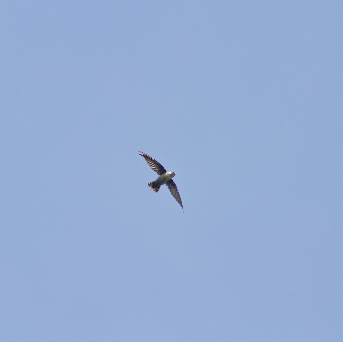 Vaux's Swift - ML640726817