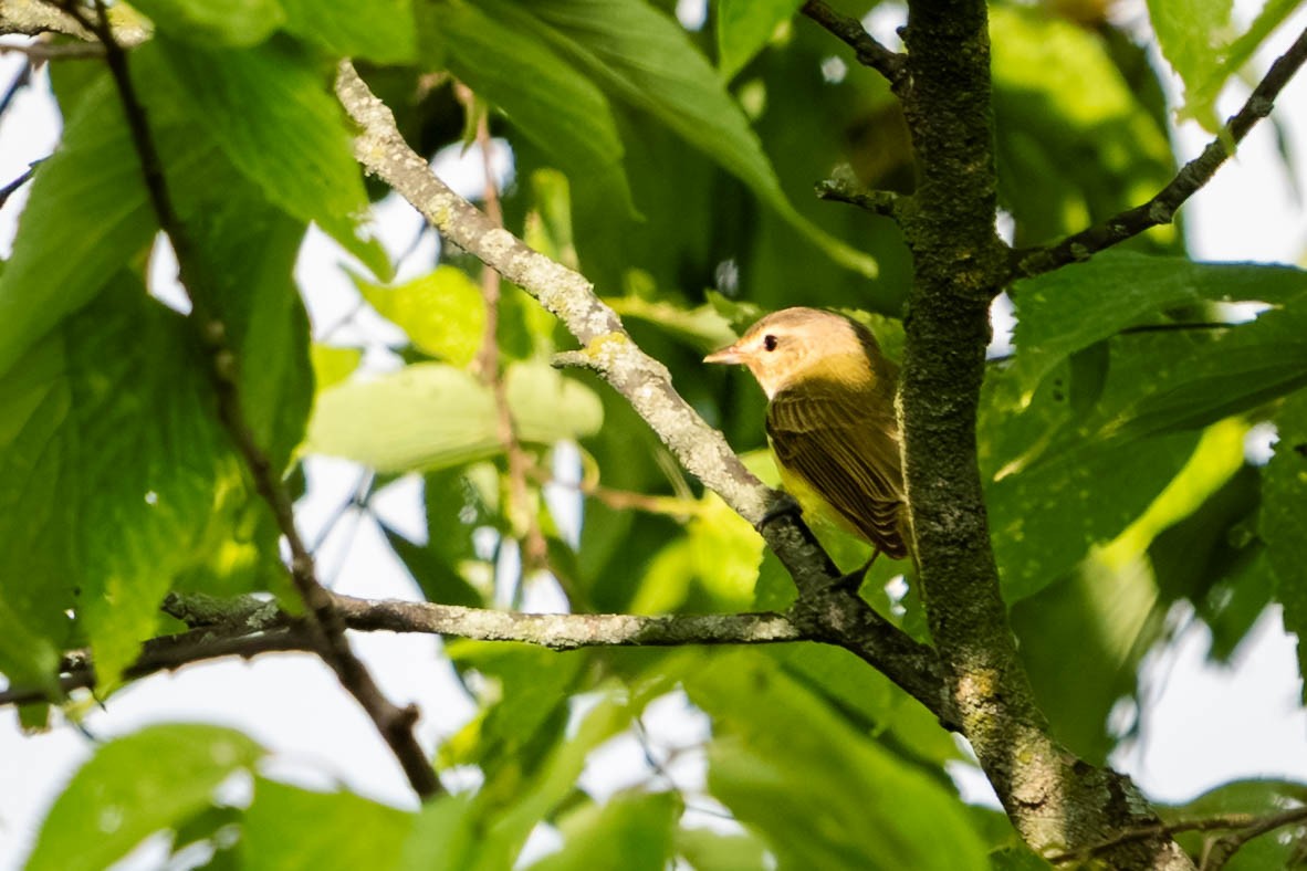 Warbling Vireo - ML640726855